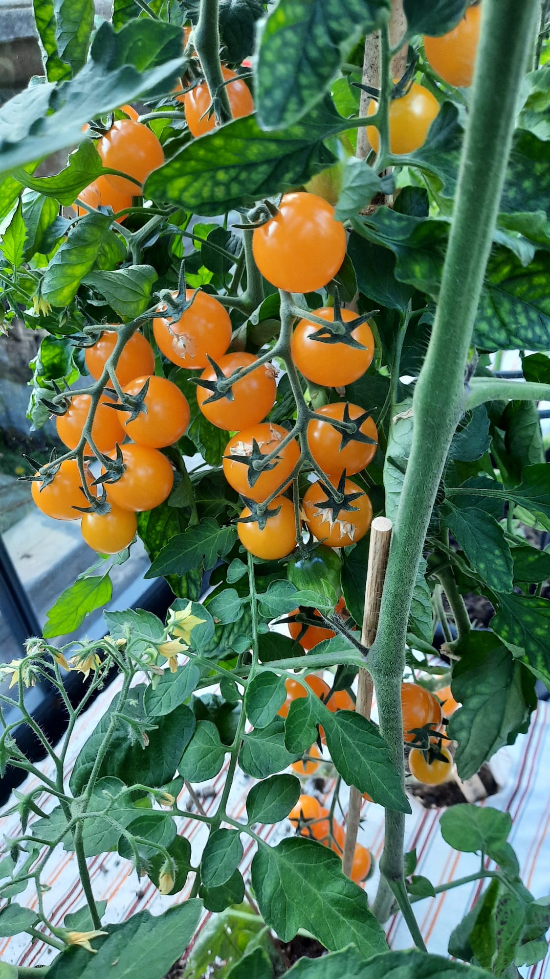 Oranssin värisiä kirsikkatomaatteja
