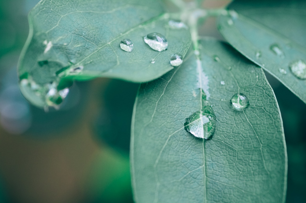 plant-3585490_1280.jpg